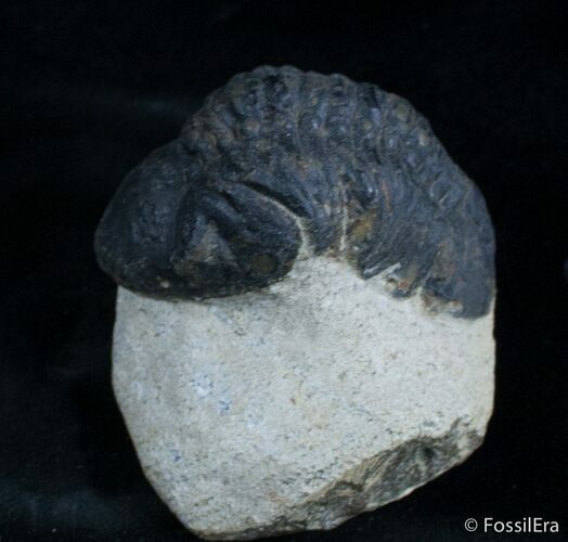 Bargain Reedops Trilobite - Inches #2978
